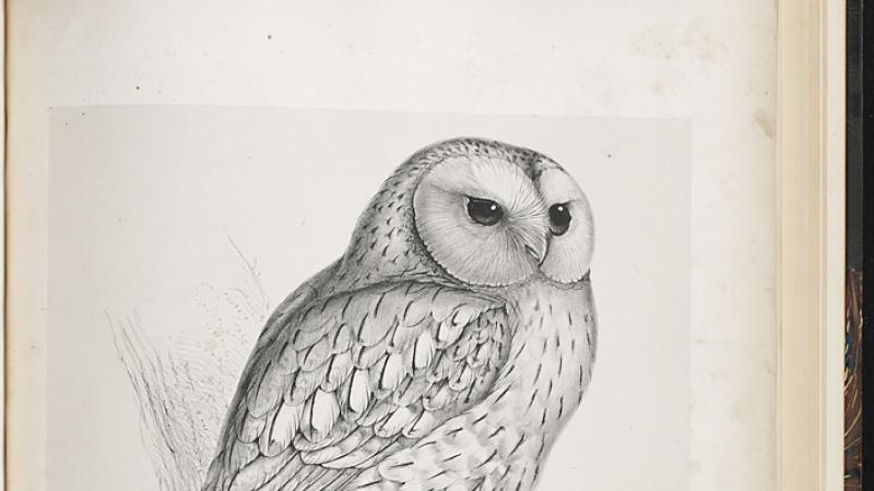 Tawny Owl